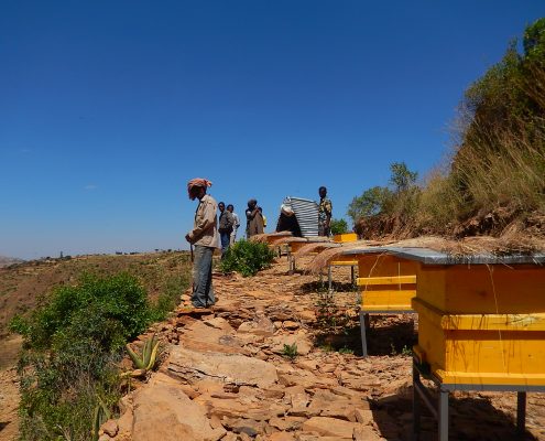 Bijen kunnen weer honing produceren
